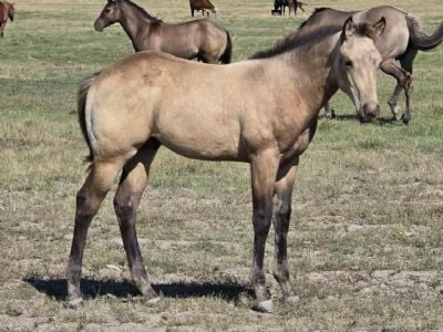 Bluestem Aragorn JW <BR> AQHA PENDING